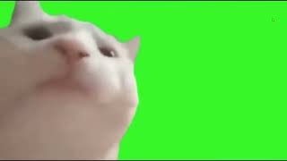 Cat Vibing  Green Screen 1 minute