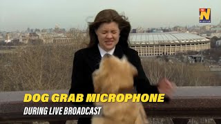 Dog grab microphone during live broadcast