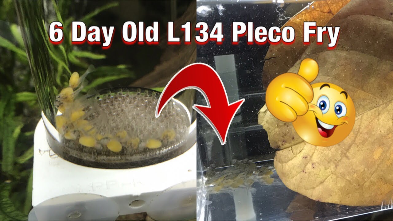 6 day old L134 Pleco fry from egg tumbler to fry box