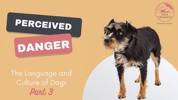 The Language & Culture of Dogs - Part 3 - Understanding How Dogs Perceive Danger
