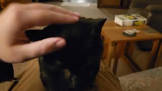 ANAKITTEN THE 17 YEAR OLD BLACK CAT by Noah Everett 81 views 5 months ago 1 minute, 50 seconds