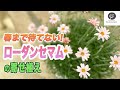 【わかりやすく】早春のマストアイテム！ローダンセマムを解説します♪【園芸初心者】#75