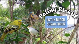 Suara Crecetan Sirtu Kombinasi Prenjak Kolibri Kelapa Paling Efektif