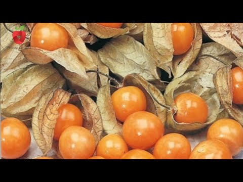 Peruvian strawberry - Introduce healthy Inca berries into your diet