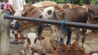 Suara Sapi Paling Merdu Langsung Tidak Ada Putusnya ( pengenalan Untuk Anak Anak )