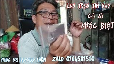 Thức ăn cho cá đĩa. lần trộn tim bò này có gì khác biệt.