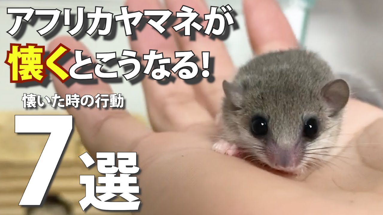 アフリカ ヤマネ 値段 – ヤマネ 寿命 | ヤマネとは – HUQVK