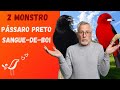 DUELO DE CANTO ENTRE PÁSSARO PRETO E SANGUE-DE-BOI