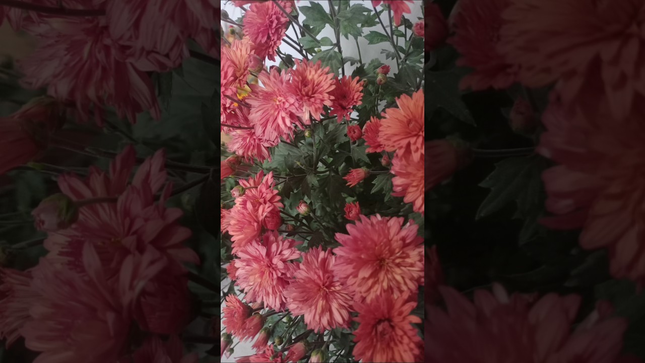 Amar baganer er rani ra...❤️