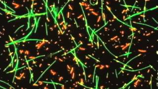 In vitro motility assay of Kinesin/Microtubule