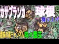 【カサブランカ　球根】 掘り上げ　23/2/7