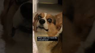 Name This Corgi #trend #shorts