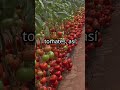 Tomates sin tierra en hidroponía—más dulces, más rápidos y sin depender del clima|Guía completa 2026