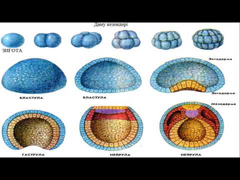 4 тоқсан, 8 сынып, Биология, Эмбриондық даму кезеңдері бластула, гаструла, нейрула  Ұлпалар мен мүше