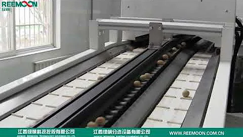 Reemoon Longan Sorting Tech  1