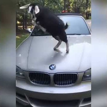 Козлы за рулем