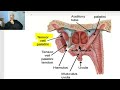 Anatomy of head and neck module in Arabic 89 (Palate) , by Dr. Wahdan