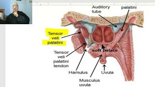 Anatomy of head and neck module in Arabic 91 (Palate) , by Dr. Wahdan screenshot 2