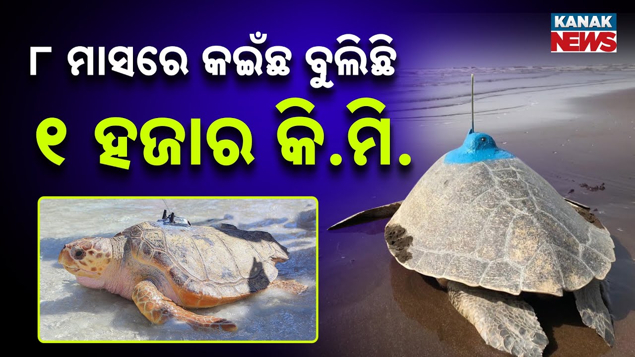 Olive Ridley Turtle Travels Over 1,000 km from Gahirmatha to Sri Lanka