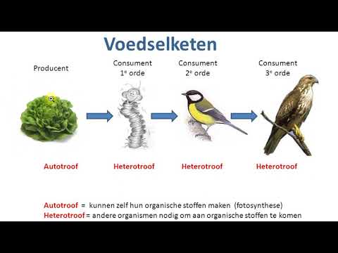 Video: Verplicht roofdier: soorten, kenmerken en voedingskenmerken
