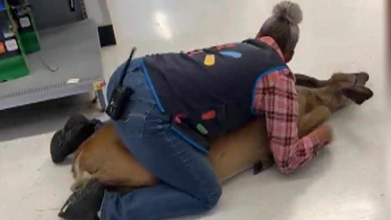 Walmart Employee Wrangles Deer Loose in the Store