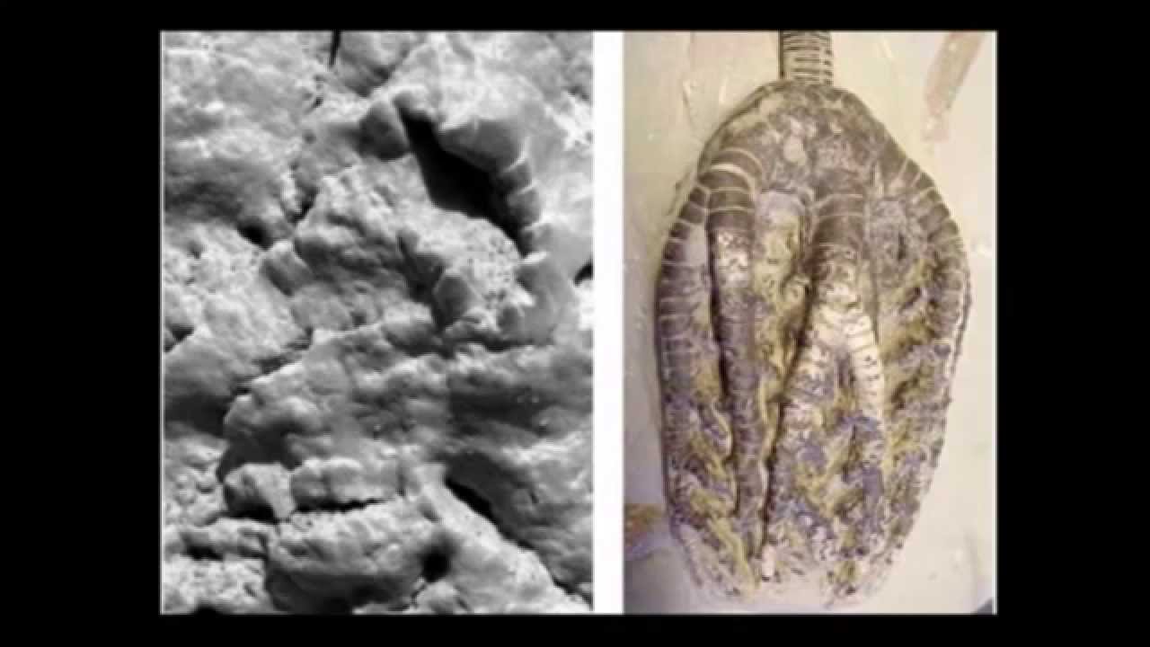 Richard D Hall 2015   Whats up with Mars? crinoid fossil, lemmings and image manipulation?