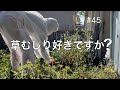 【草むしり好きですか?】草むしりが劇的にラクになった!草ボーボーの実家の庭 便利な道具を使って時短刈り#45