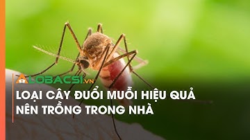 Loại cây đuổi muỗi hiệu quả nên trồng trong nhà