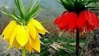 Sevmedim Ki Senden Başka Çiçeği