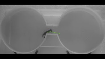 Tracked crayfish in shuttle tank using LoliTrack 4