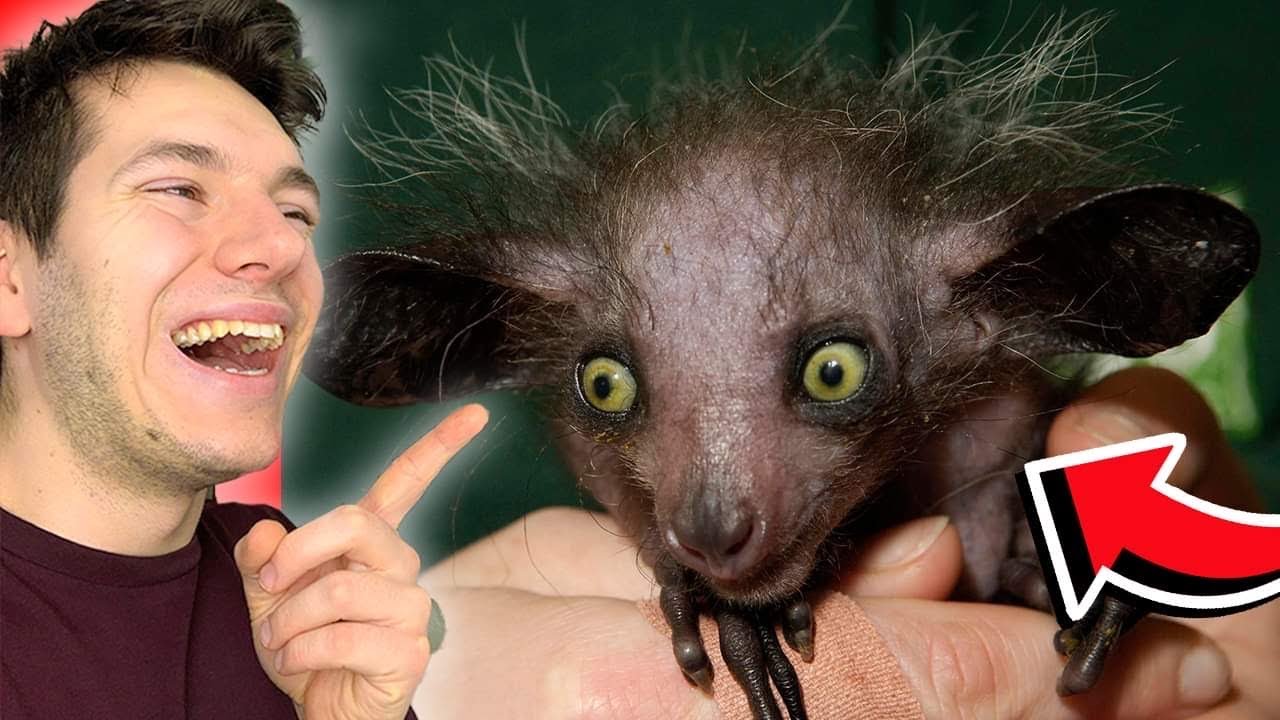 NAJDZIWNIEJSZE ZWIERZ TA NA WIECIE YouTube najdziwniejsze-zwierz-ta-na-wiecie-youtube