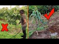 Técnica de riego para arboles frutales ahorra agua