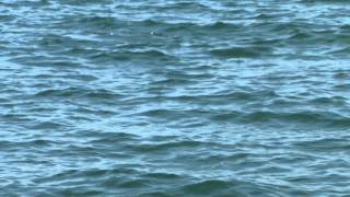 Golfinhos litoral fluminense - (06-03-2012)