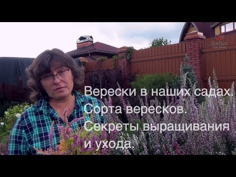 Видео: Уход за вересковой травой: советы по выращиванию декоративной травы вересковой