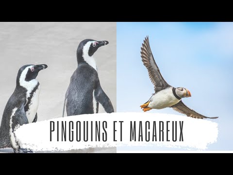 Vidéo: Différence Entre Pingouin Et Macareux