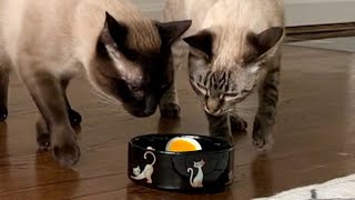 I fed my cats a hard boiled egg (fail) by Simon the Siamese Cat 5,503 views 2 years ago 1 minute, 38 seconds