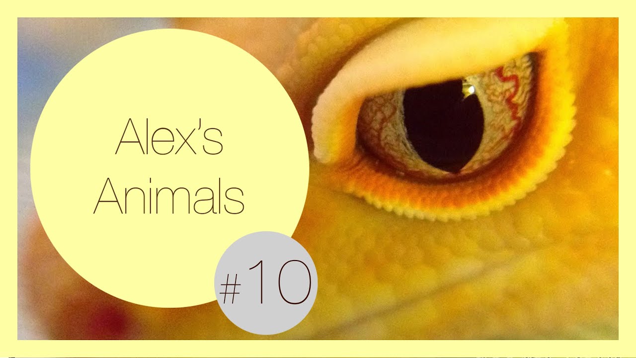 north carolina time New Reptile! - Leopard Gecko