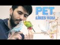 How to Tell if Your Pet Bird Likes You