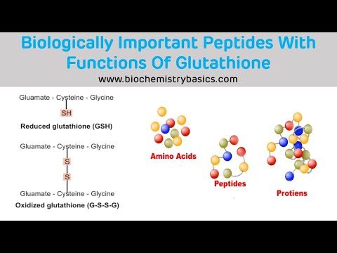 Glutathione کے افعال کے ساتھ حیاتیاتی طور پر اہم پیپٹائڈز || گلوٹاتھیون بائیو کیمسٹری