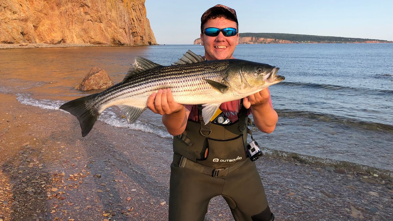 Pêche au Bar Rayé / Fishing Striped Bass / Gaspésie 2018 YouTube Pêche au Bar Rayé / Fishing Striped Bass / Gaspésie 2018 YouTube