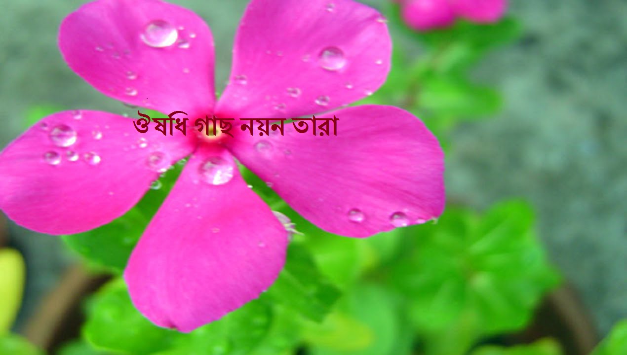 Image result for নà§à¦¨ তারা à¦à¦° à¦à§à¦¨!