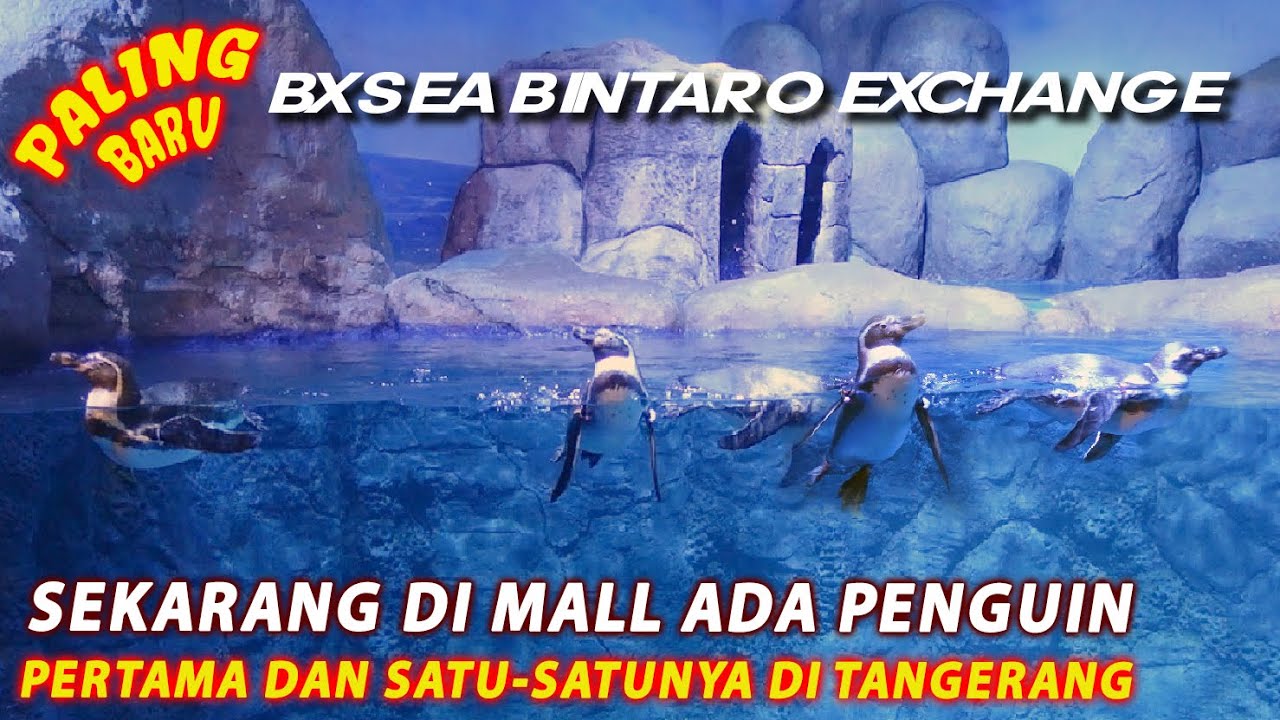 REVIEW BXSEA BINTARO XCHANGE TERBARU 🤯 PENGUIN PERTAMA DAN SATU-SATUNYA DI TANGERANG