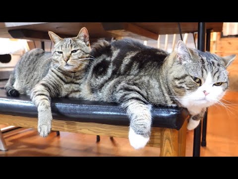 夕食後、一緒に寛ぐまるとはな。-Maru&Hana relax together after dinner.-