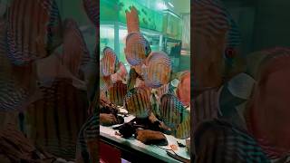Amazing big size wild discus fish 😍