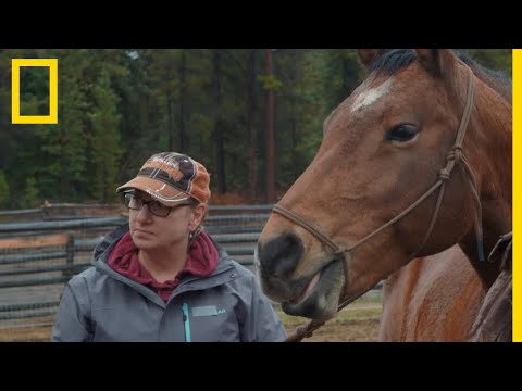 Vidéo: Saignement De Nez Chez Les Chevaux