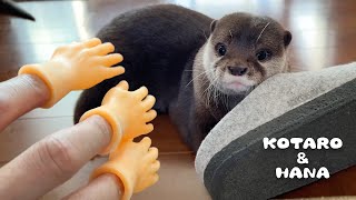 いたずらしてるカワウソにあの手この手で注意したった　Otter Reacts To Tiny Hands