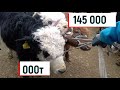 Тараз мал базары 23.02.2020 Таразский скотный рынок, horse, cow, ram