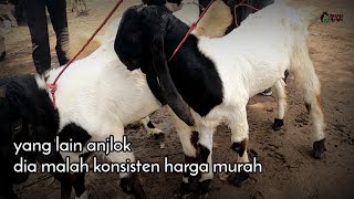 Harga Kambing Pe Bibitan Super