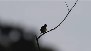 Fire-breasted flowerpecker (Dicaeum ignipectus) male - Tai Po Kau #nature #birds