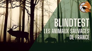 Blindtest : Reconnaître le cri des animaux sauvages